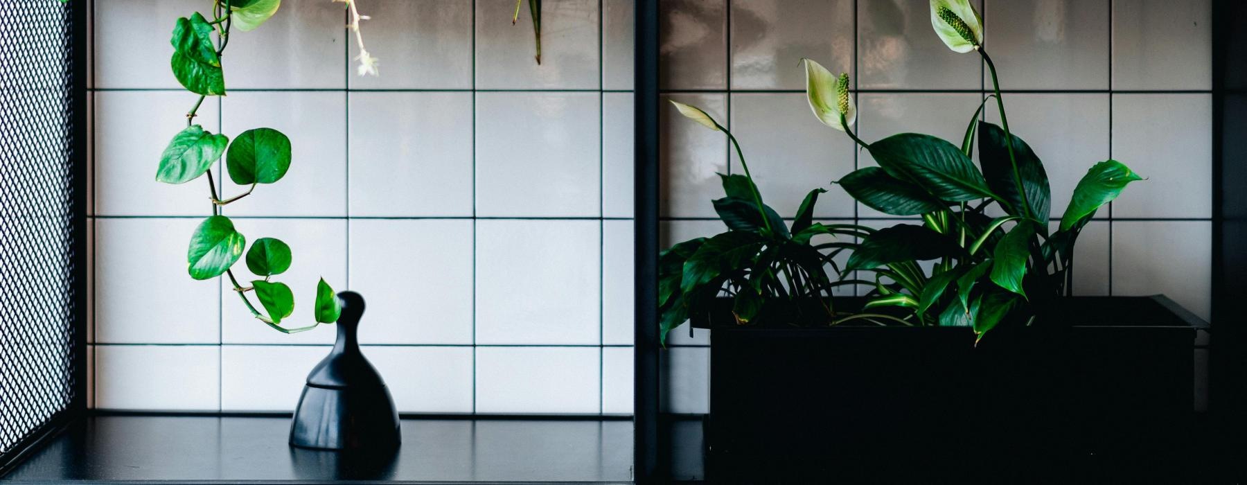 a collage of plants and a vase on a shelf