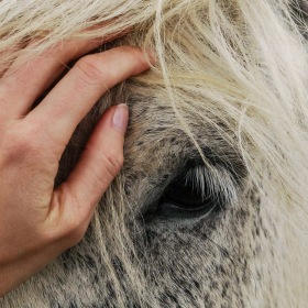 A beautiful community at the heart of all your passions a person petting a horse